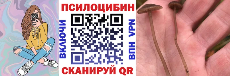 наркошоп  Томари  Псилоцибиновые грибы мухоморы 